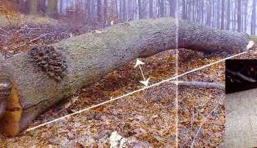 Buche Krümmung 72 50%.jpg (19611 Byte)